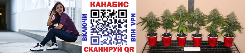 Канабис сатива  Купить  Бахчисарай 
